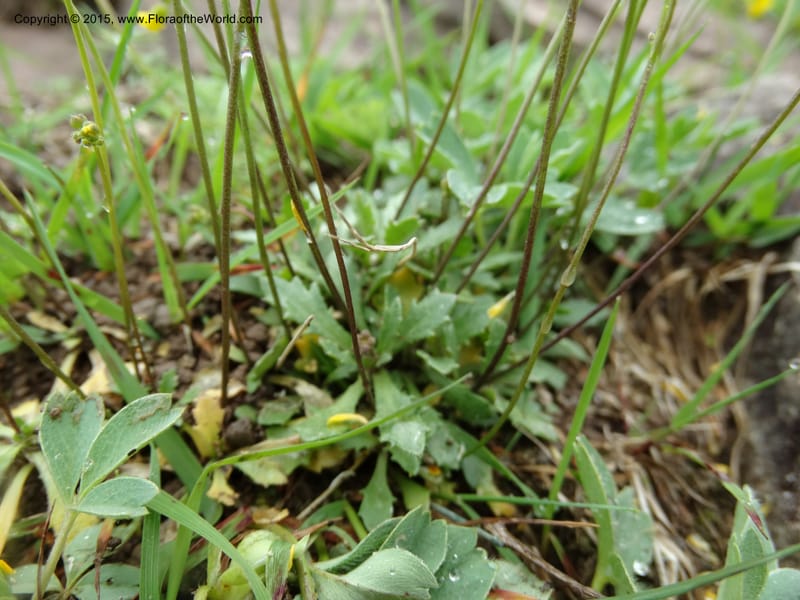 Draba hispida, Davidson, C 12492--Georgia (Caucasus). Koslitavi, branch of Merisi Gorge. 11 Jun 2014. DSC08456 (144).JPG
