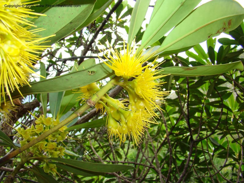 Carpolepis laurifolia, M. Callmander 831--New Caledonia. Mont Dzumac road. 23 Jan 2010.  001 (597).jpg
