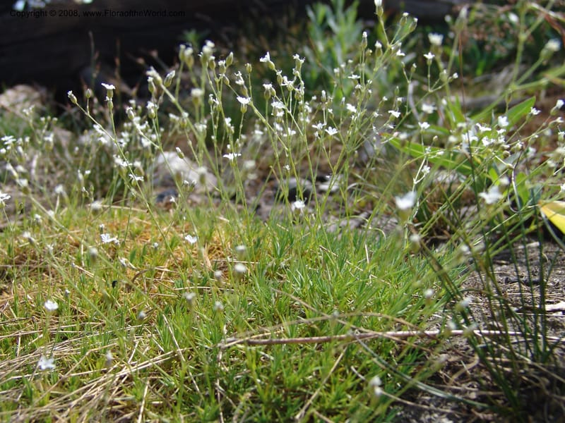 Arenaria congesta, CDavidson10978--ID. Idaho Co. Rocky slope S. of Josephine Lake.  25 Jul 06. 064.jpg