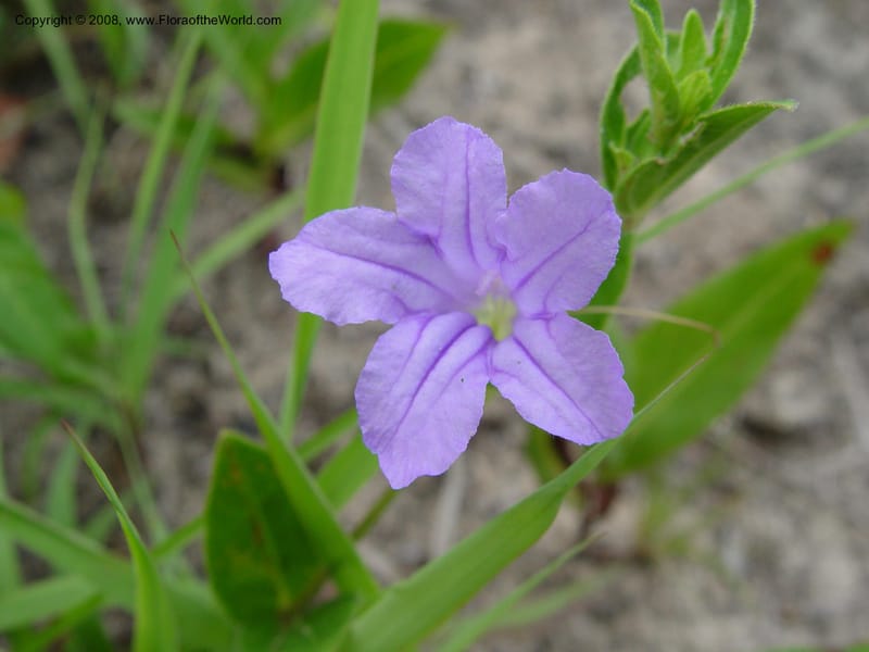 Ruellia--So. Africa. KwaZuluNatal. Rd. L. Sibaya Lodge to Mbazwana. 2 Oct 03. 009.jpg