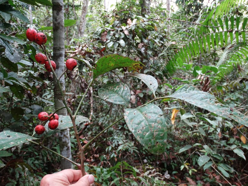 Meliosma, Davidson, C 12932--Sabah. Kinabalu Nat. Park. Nalumad Substesen. 29 Mar 2015. DSC01294 (127).JPG