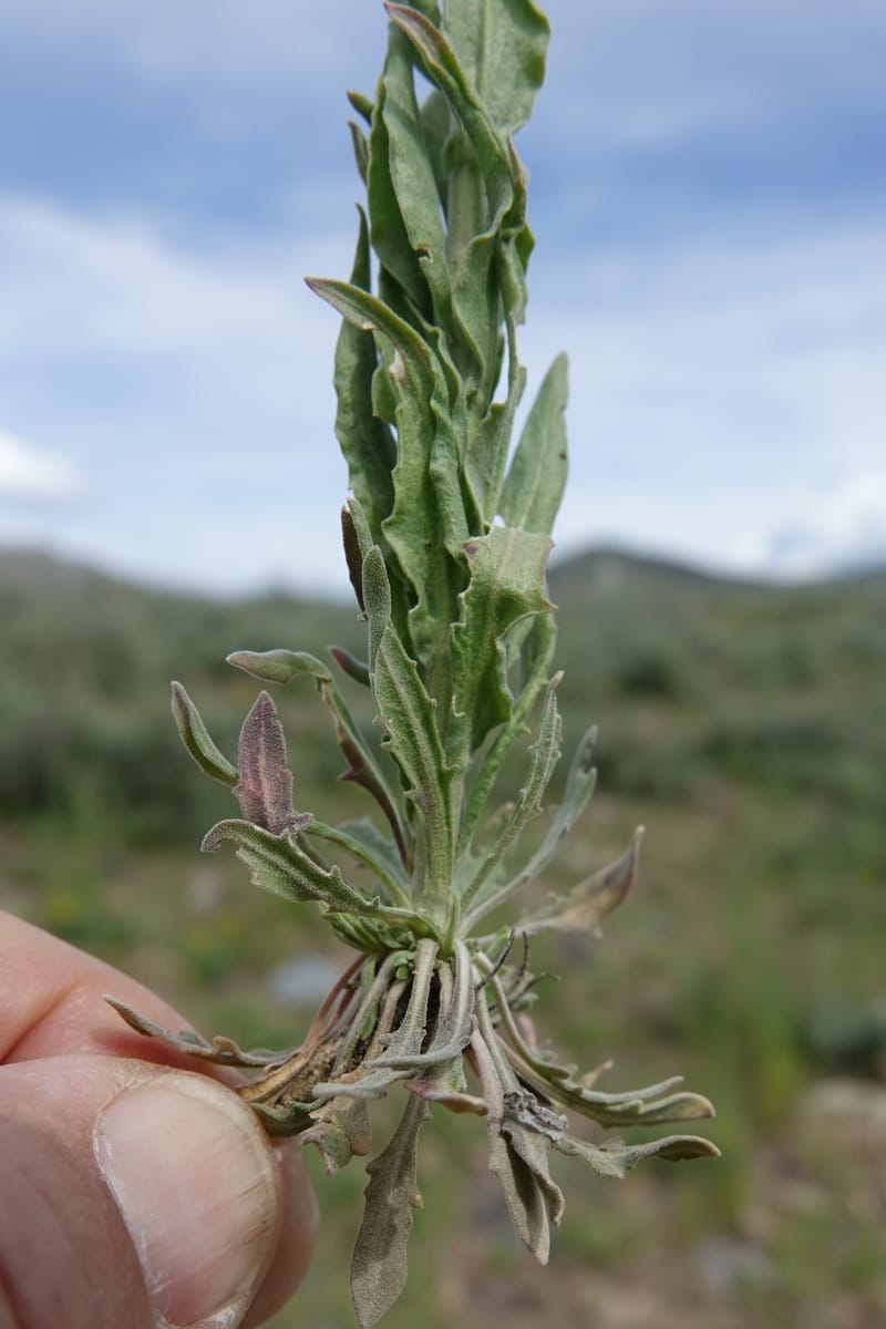 Boechera holboellii var. retrofracta, C. Davidson 13554--ID. Blaine Co. Rock Creek Preserve. TNC. 13 May 2017. DSC00171 (282).JPG