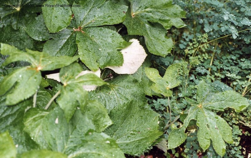 Podophyllum hexandrum--Canada. British Columbia. UBC Bot. Garden. 2 Jul 99. 002.jpg