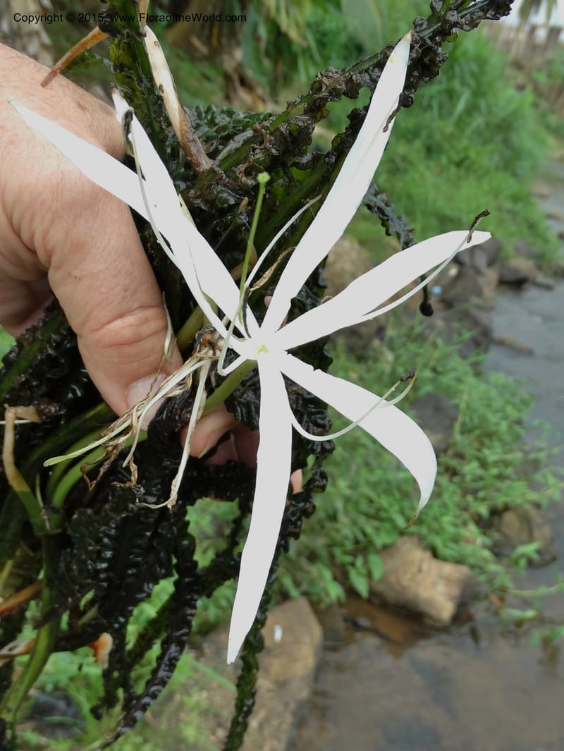 Crinum natans, Elias Ndive 189--Cameroon. Kumba River, Kumba. 23 Mar 2014. DSC03541 (11).JPG