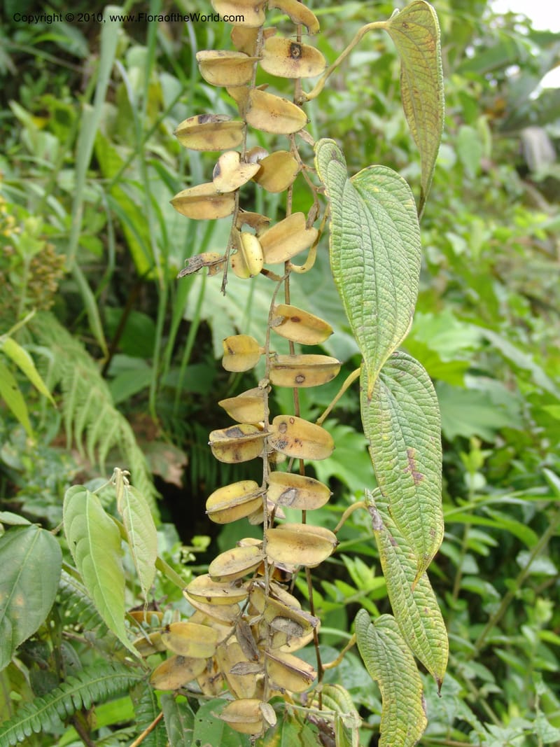 Dioscorea, Croat 96235--Ecuador. Prov. Pichincha. La Union-Chiriboga-Quito. 22 Mar 06. 205 (3).jpg