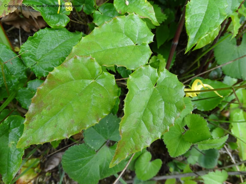 Epimedium, Boufford, D 43586--China. Sichuan. Tudiling Tunnel. 6 May 2014. DSC03860 (189).JPG