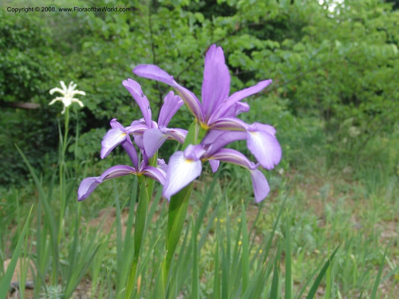Iris carthaliniae--Georgia. Tbilisi. Central Botanical Garden. 31 May 05. 001.jpg