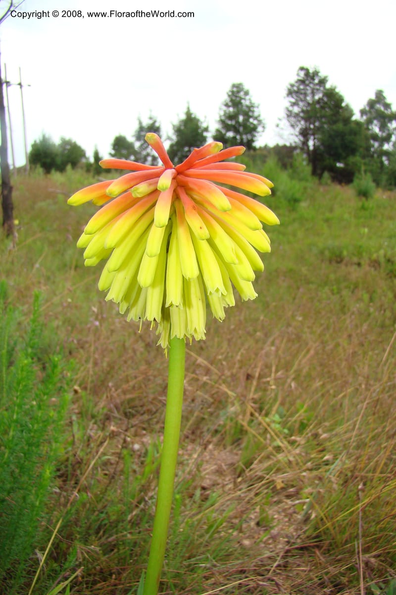 Kniphofia bequaertii, WKindeketa3032--Tanz. Makete Distr. Kitulo Nat. Pk. 25 Jan 08. 071.jpg