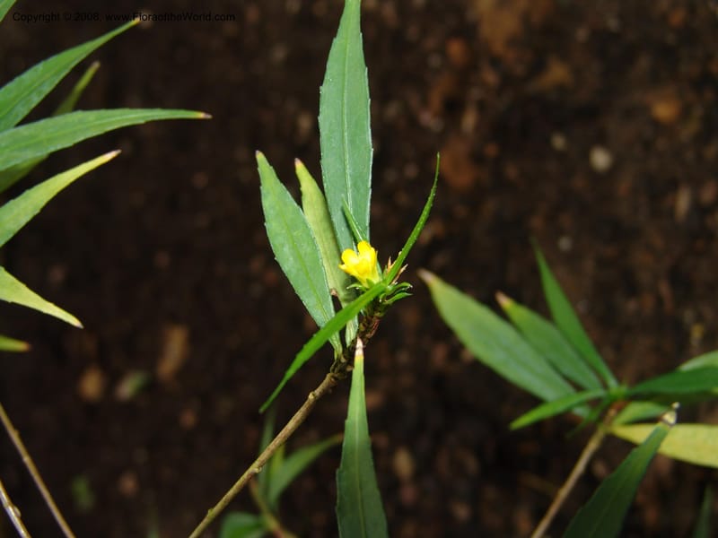 Turnera rupestris--France. Nancy. Jard. Bot. Montet. 2 May 05. 113.jpg