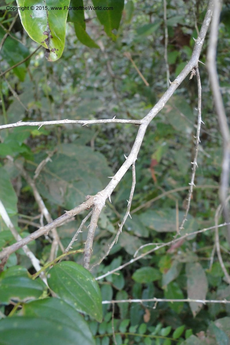 Ziziphus, Regalado 1915--Viet Nam. Da Ha to Tan Not R. Sta. 14 May 2011. 092 (8).jpg