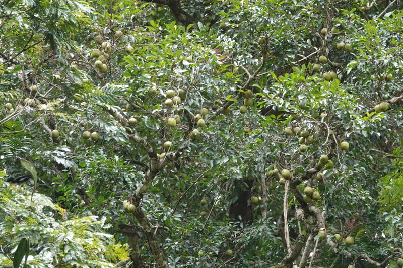 Irvingia gabonensis, C. Davidson 13929--Gabon. Missome Village. 31 Oct 2018. DSC00817 (94).JPG