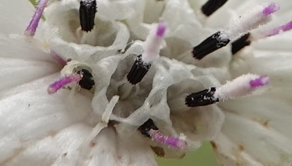 Blepharipappus scaber, C. Davidson 13761--Oregon. Wallowa Co. Zumwalt.Trail Cr. Rd. 4 Jun 2018. DSC04078 (438).JPG