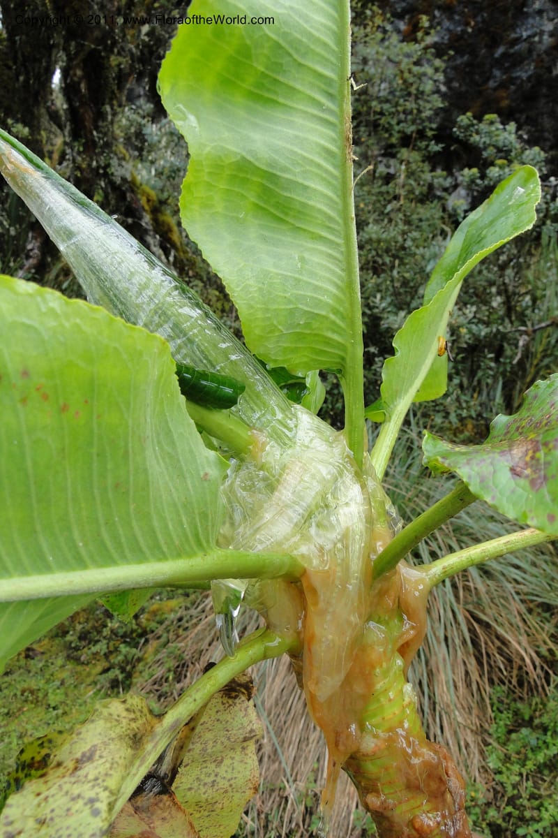 Rumex tolimensis, Ulloa 1994--Ecuador. Napo. Papallacta to Baeza. 1 Jun 2011. 376 (16).jpg