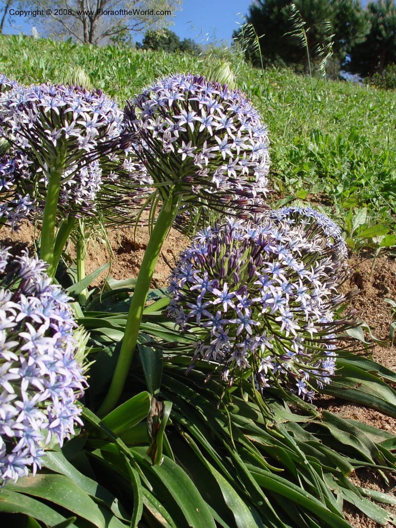 Scilla peruviana, 1999.1461--Spain. Barcelona Botanic Garden. 19 Apr 04. 040.jpg