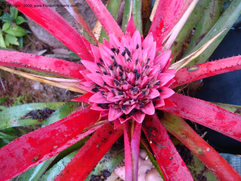 Bromeliaceae...DN15921,Ecuador.Prov.ZamoraC.WawaimePlotEcuacorriente22Sep2007 296.jpg