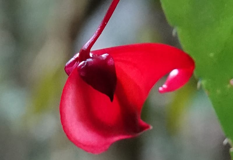 Impatiens, C. Davidson 13908--Gabon. M de C. Sent. Andok. 28 Oct 2018. DSC09339 (291).JPG