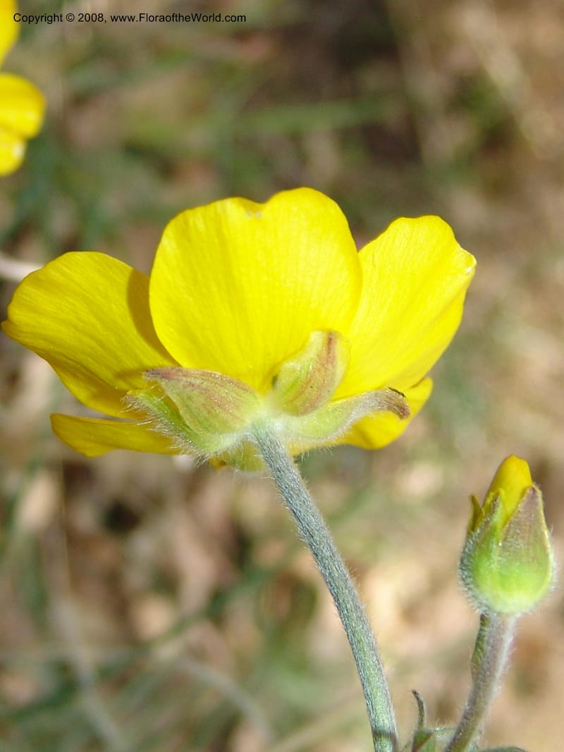 Ranunculus spicatus ssp blepharicatus--Spain. Pr.Granada. Trail upslope from Pampaneira. 20 Apr 05. 048.jpg