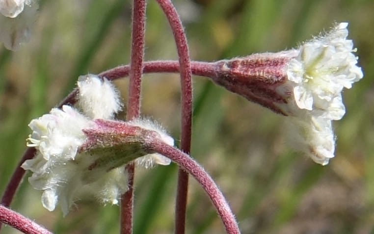 Eriogonum thymoides, C. Davidson 13549--ID. Blaine Co. Rock Creek Preserve. TNC. 13 May 2017. DSC00171 (173).JPG