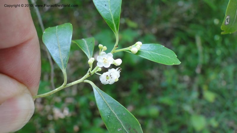 Ilex glabra, Mori 27396--North Carolina. Johnson Co. Hwy 50. SE of Benson. 21 May 2010. 091 (74).jpg