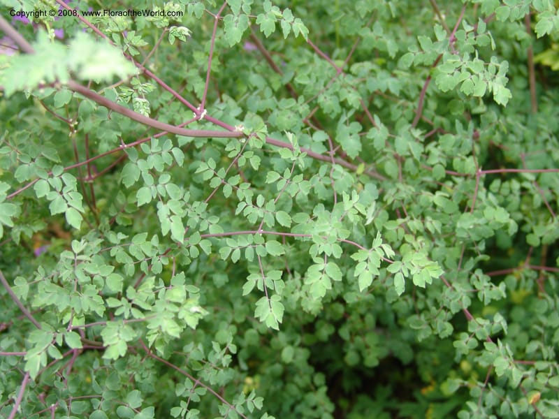 Thalictrum delavayi, 91.0343CA. UC Berkeley Bot. Garden.  30 Jun 06. 009.jpg