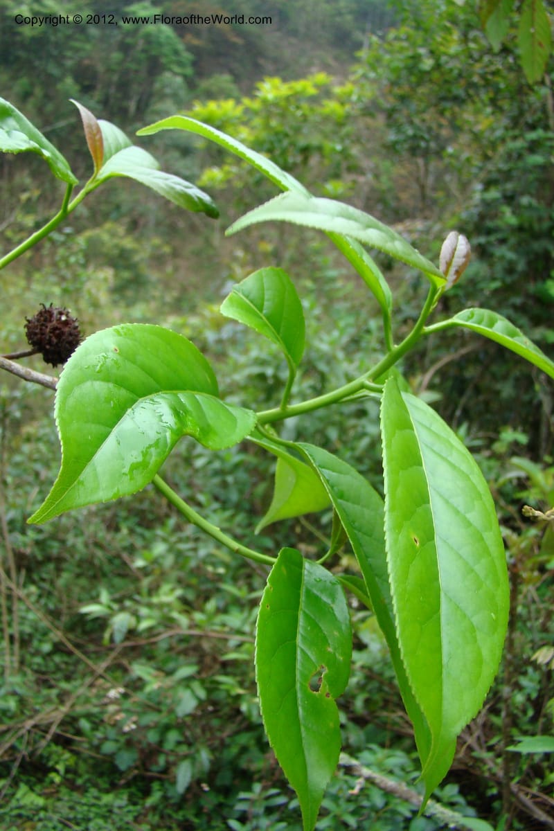Altingia siamensis, Regalado 1662--Viet Nam. Hoang Lien Son. 7 Apr 09. 129 (1).jpg