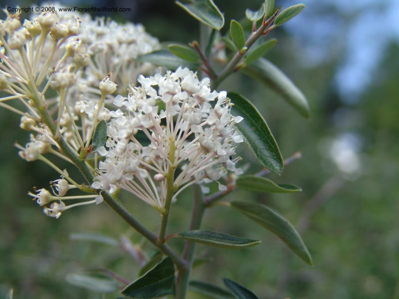 Ceanothus fendleri--AZ. Arboretum at Flagstaff. 3 Sep 04. 176.jpg