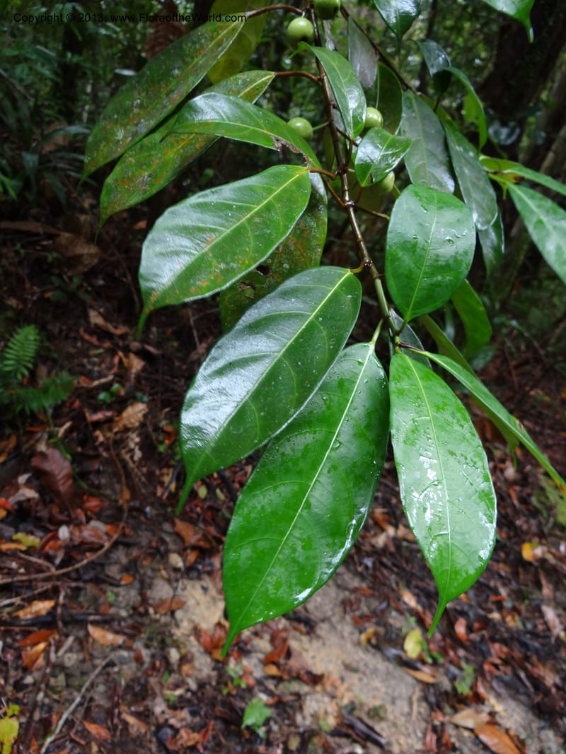 Ficus, S.98873--Malaysia, Sarawak. Kubah Nat. Park. 28 Mar 2012. DSC05973 (216).JPG