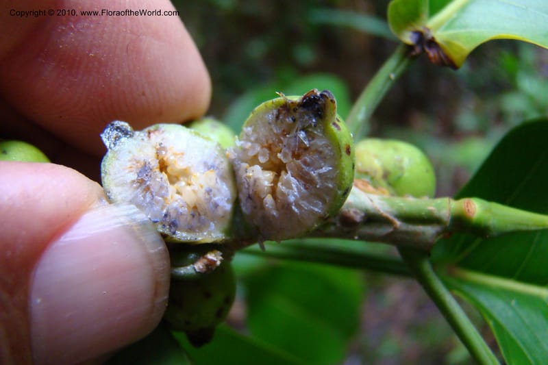 Ficus paraensis, R. Vasquez 34918--Peru. Loreto. Dto. Parinari. Tacshacocha. R. Samiria. 14 Nov 08. 166.jpg