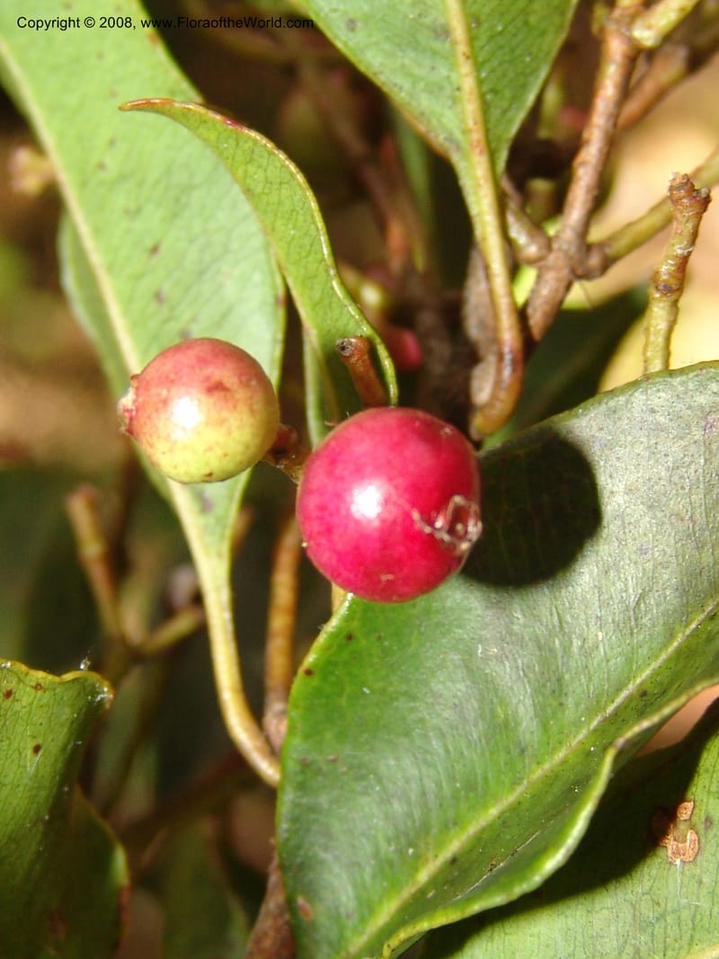 Syzygium, ZRogers1200--Madag. Anjozorobe, Aire Protegee, E Antsahabe. 17 Nov 06. 201.jpg