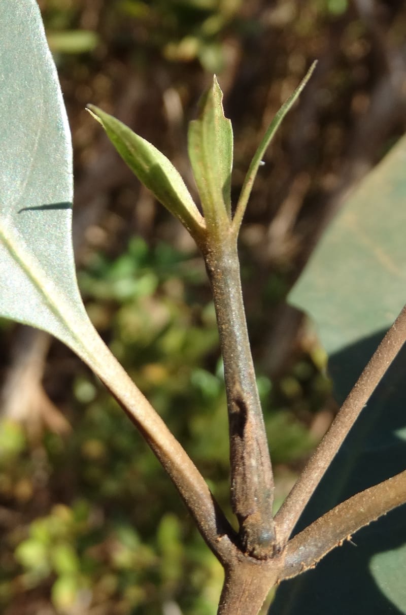 Atractocarpus, Gildas no.--New Caledonia. PinPin. 20 Nov 2015. DSC03938 (560).JPG