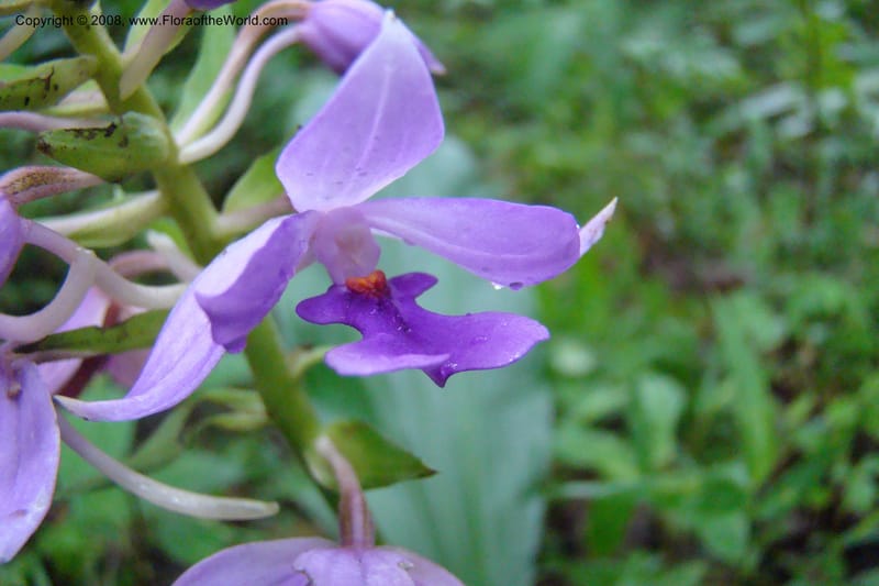 Calanthe sylvatica, WKindeketa2974--Tanz. Rungwe Distr. Rungwe For. Res. 24 Jan 08. 145.jpg