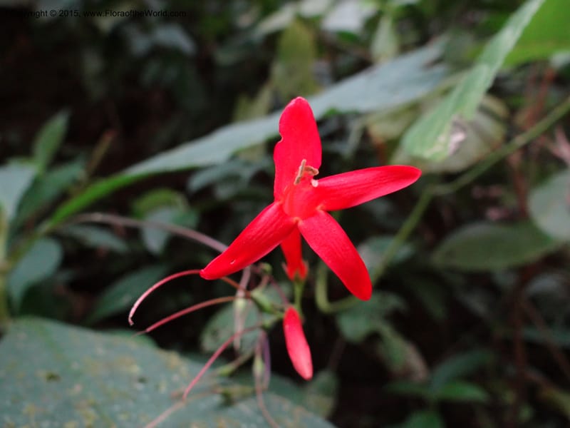 Tetranema gamboanum, Hammel 26109--Costa Rica. Road into Ranchos Tinamu. 3 Mar 2012. DSC03548 (128).JPG