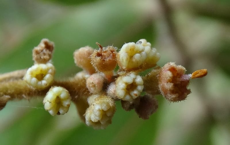 Alectryon vitiensis, Munzinger, J 7376--Fiji. Valeni Vill. 6 Nov 2015. DSC09910 (26).JPG