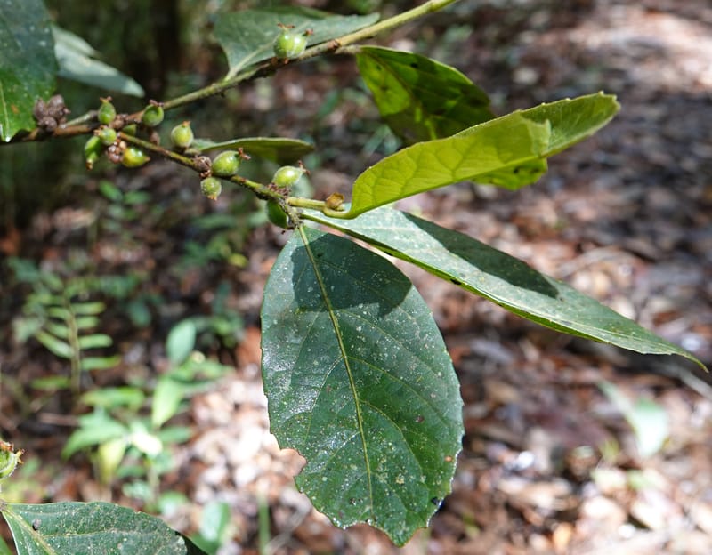 Aporosa dioica, D. Boufford 44137--China. Yunnan. Pu Wen to Da Du Gang on G213. 4 May 2018. DSC01724 (166).JPG