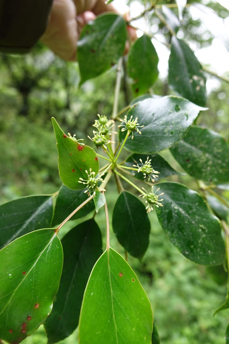 Trochodendron aralioides, Tseng Yu-Hsin 1327--Taiwan. Taroko Nat. Park. Mt. Bilu Trail. 21 May 2016.  (2).JPG