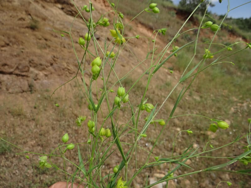 Bupleurum--Kurdistan. Tawailla. Stop 3. 22 May 2013. DSC04827 (6).JPG