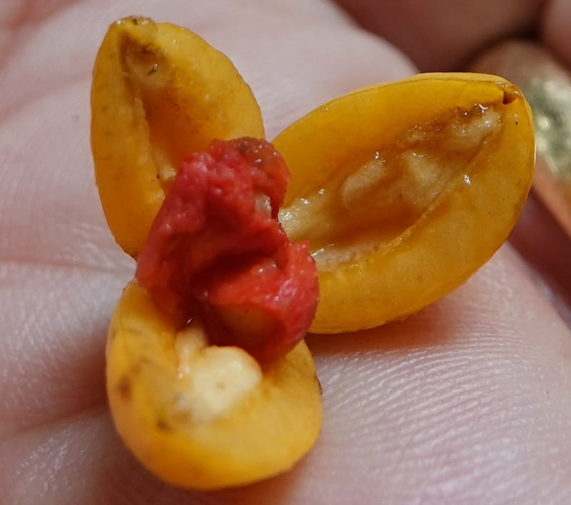 Horsfieldia prainii, D. Boufford 44155--China. Yunnan. Bam Po village. 5 May 2018. DSC02406 (110).JPG