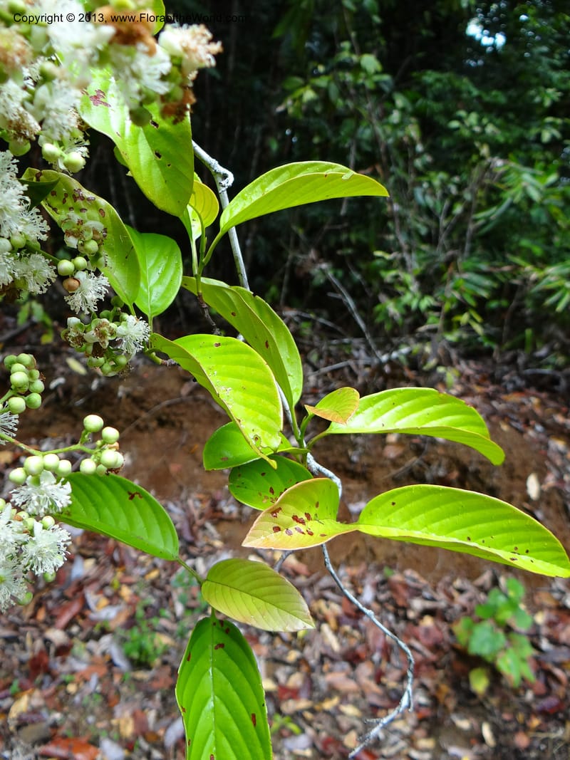 Tetracera nordtiana, Gray, B 9632--Australia. Queensland. Misty Mtn. Rd. 12 Nov 2013. DSC08108 (39).JPG