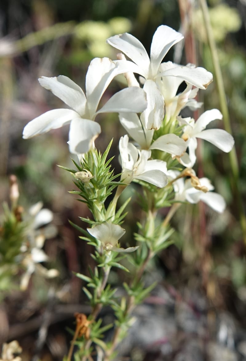 Leptodactylon pungens, C. Davidson 13670--ID. Hwy 20 W of Arco. Open basalt flow. 18 Jun 2017. DSC02519 (77).JPG