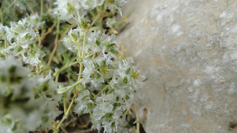 Paronychia kurdica, A. G. Miller 120.6--Iraq. Kurdistan. Shakh-i Pira Magun. 9 June 2010. 265 (14).jpg