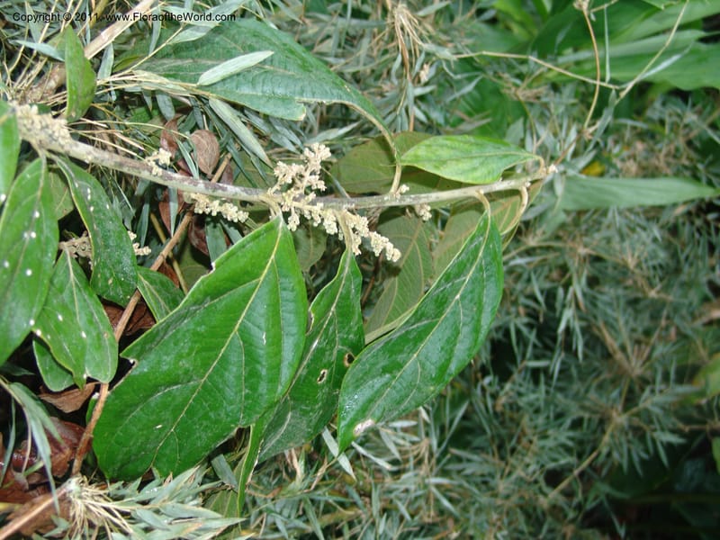 Endlicheria paniculata, RVasquez 31492--Peru. Prov. Oxa. Parq. Nac. Yanachaga Chemillen. 12 Oct 06. 729 (3).jpg