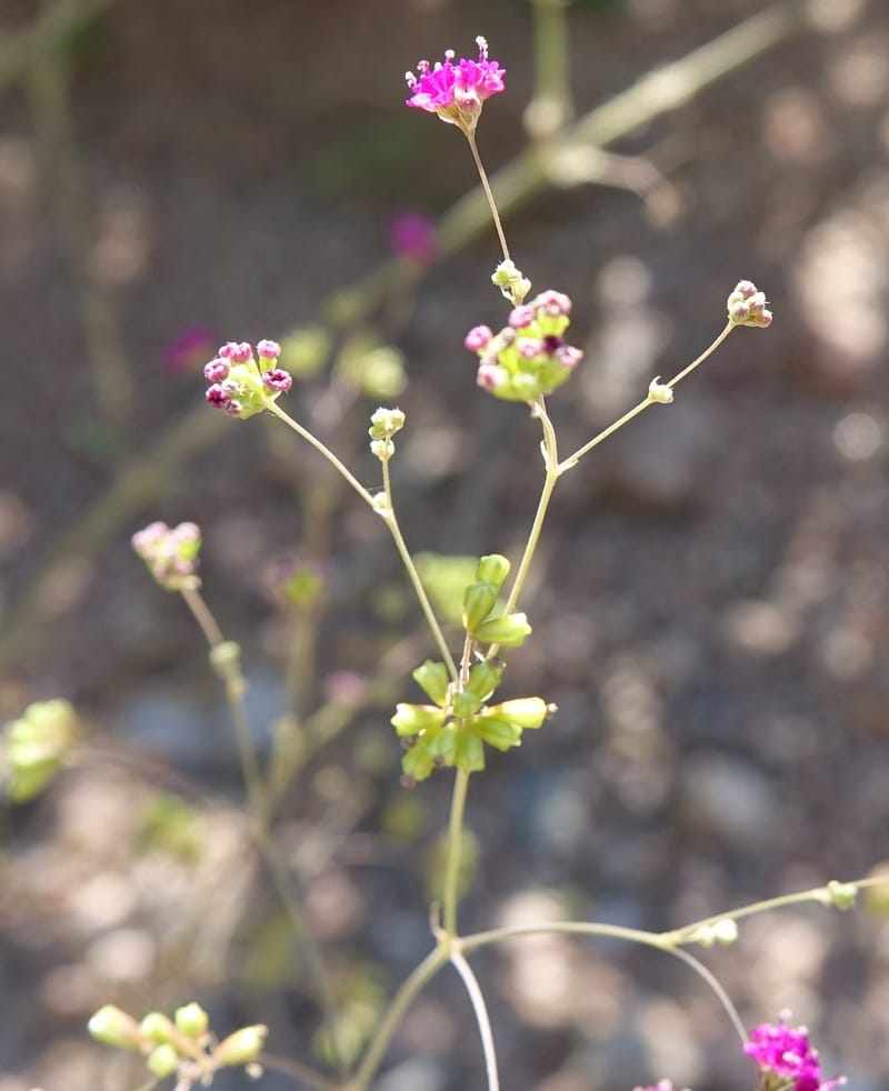 Boerhavia diffusa var. leiocarpa, Fortunato 13150--Argentina. S. of San Augustin. Las Bretes. 8 Feb 2018. DSC09370 (189).JPG