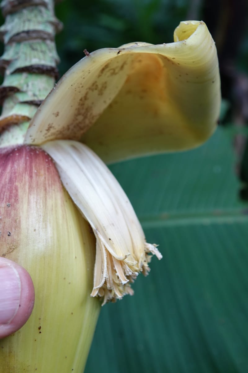 Musa formosana, Chung Kuo-Fang 3351--Taiwan. Wulai Distr. Wulai village. Hsing Hsian Trail. 19 May 2016. DSC03046 (170).JPG