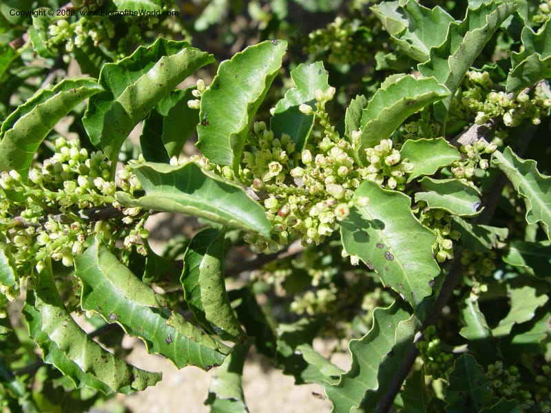 Schinus latifolius, 2000.00041--Spain. Barcelona Botanic Garden. 21 Apr 04. 137.jpg