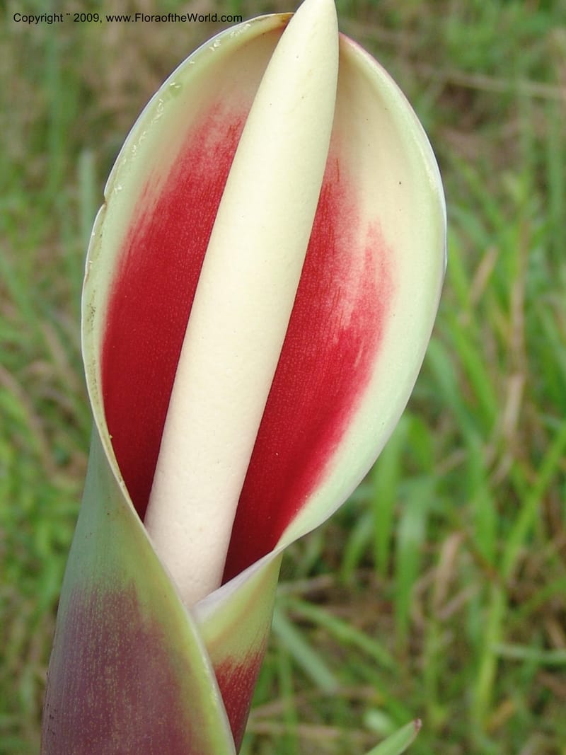 Philodendron deflexum, Croat98842--Ecuador. Zam. Ch. Rio Wawaime Val. 19 Sep 07. 106.jpg