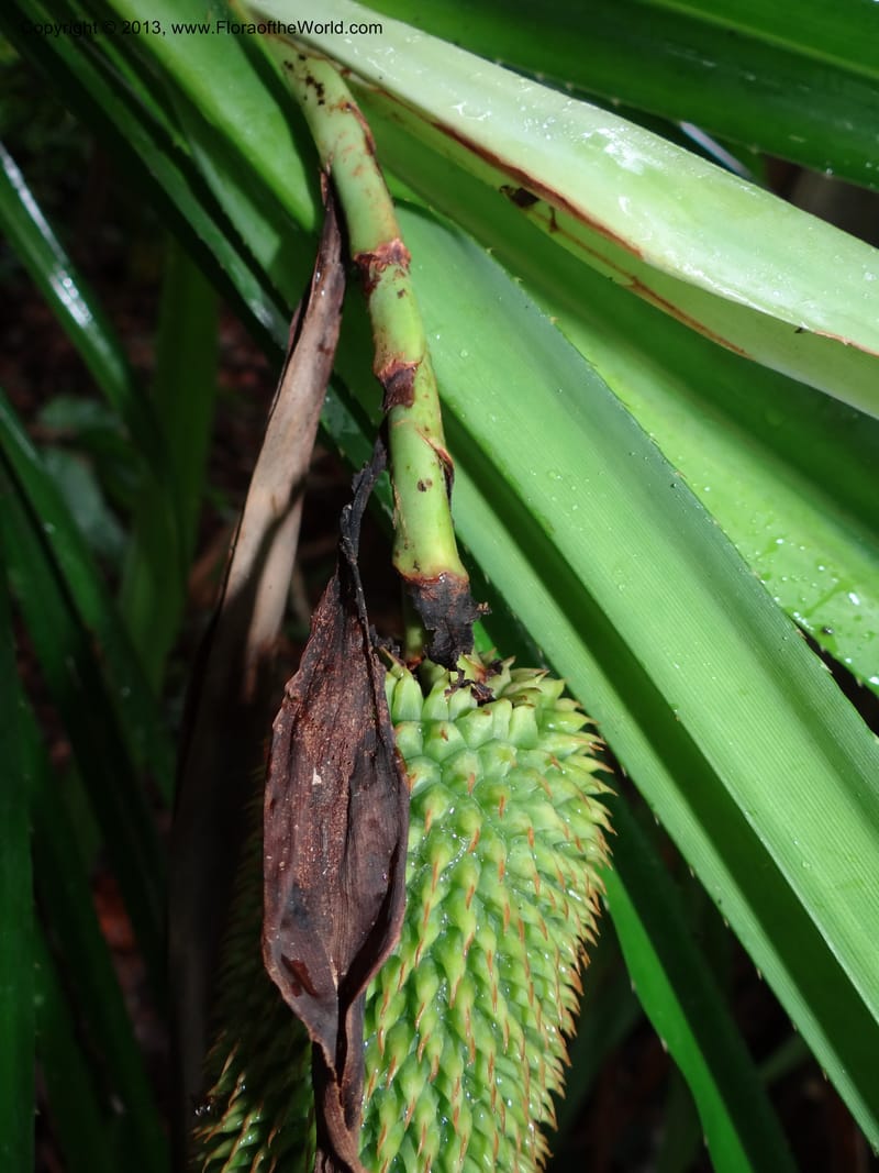 Benstonea rustica, Callmander 1011--Malaysia, Sarawak. Kubah Nat. Park. 28 Mar 2012. DSC05973 (194).JPG