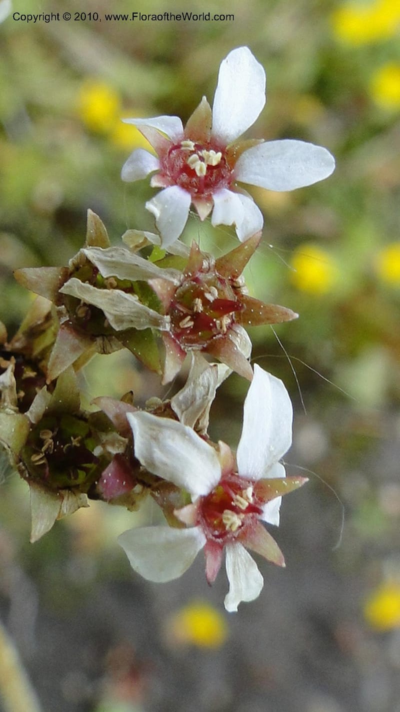 Suksdorfia ranunculifolia, B. Ertter 19978--Idaho. Valley County. 1 July 2010. 085 (23).jpg