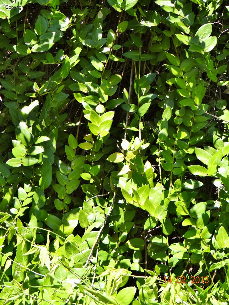 Griselinia scandens, W. D. Stevens 34067--Chile, Reserva Tanume, 14 Feb 2013  7977 (3).JPG