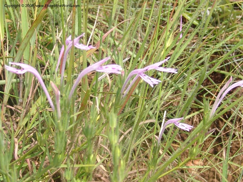 Siphonoglossa linifolia--So.Africa. Mpumal. Moodie Mts.  18 Mch 05. 081.jpg