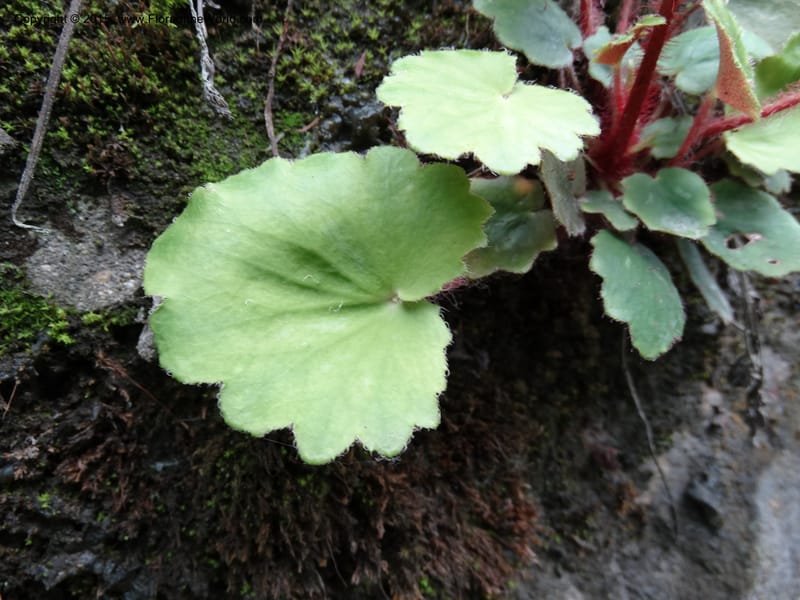 Saxifraga mengtzeana, Boufford, D 43703--China. Sichuan. LongDongZhen on Rd. to LeiYuan Shan. 13 May 2014. DSC05860 (68).JPG